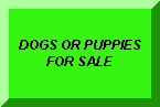 DOGS FOR SALE